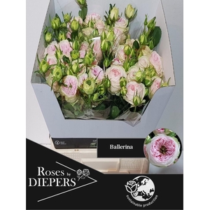 R TR BALLERI SUMMERH