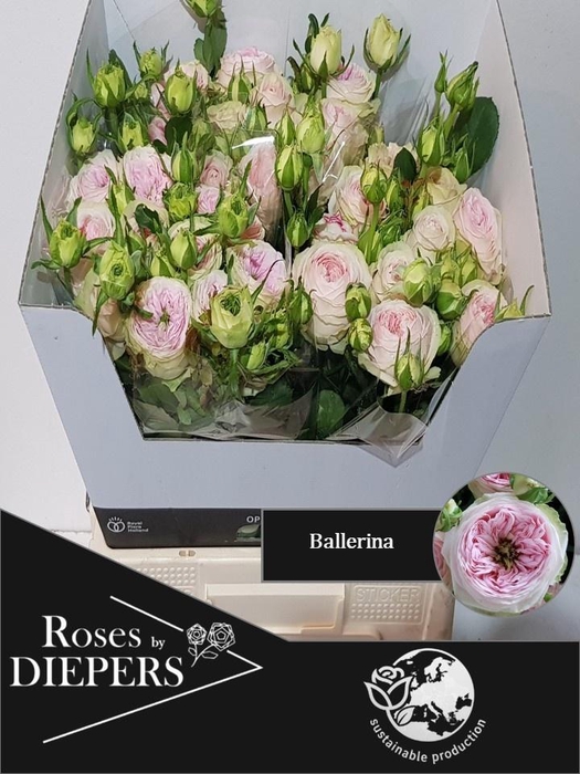 <h4>R TR BALLERI SUMMERH</h4>