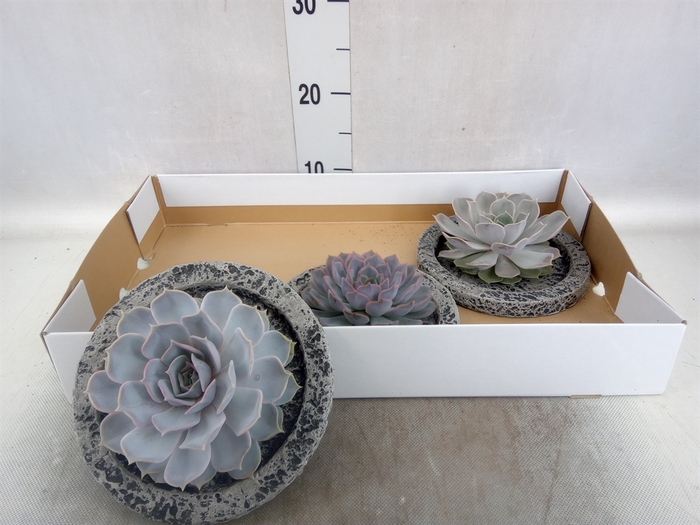 <h4>Arr.  Succulents L%</h4>