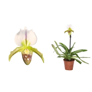 Paphiopedilum p12 leeanum 1bl in knop