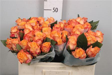 <h4>R Gr Monalisa+</h4>