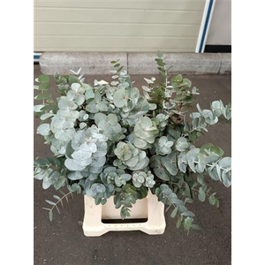 EUC. CINEREA SHORT 150GR SOUTH AFRI