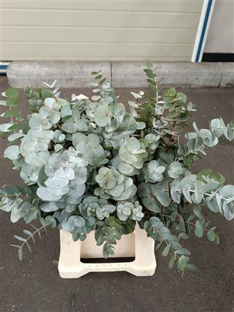 <h4>EUC. CINEREA SHORT 150GR SOUTH AFRI</h4>