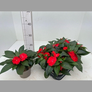 IMPAT PATTIC D RED