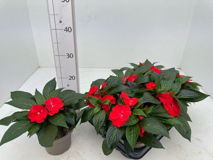 <h4>IMPAT PATTIC D RED</h4>