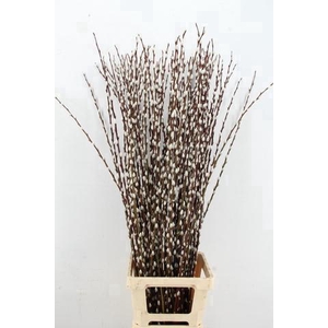 SALIX WILGENKATJES 120CM