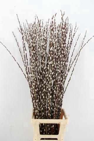 <h4>SALIX WILGENKATJES 120CM</h4>
