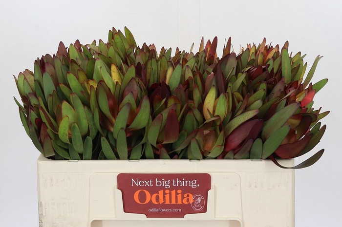 <h4>Leucadendron Saf Sunset Dark R.</h4>