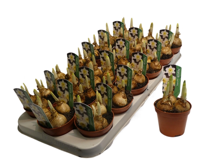 <h4>Ice Follie 9cm</h4>