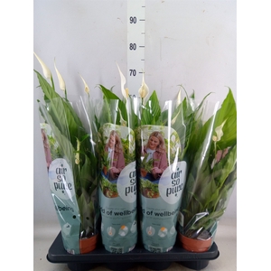 Spathiphyllum  'Sweet Chico'