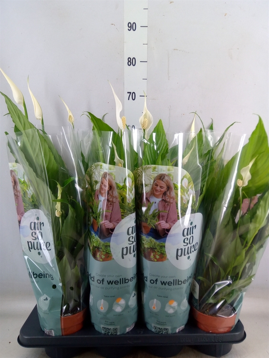 <h4>Spathiphyllum  'Sweet Chico'</h4>