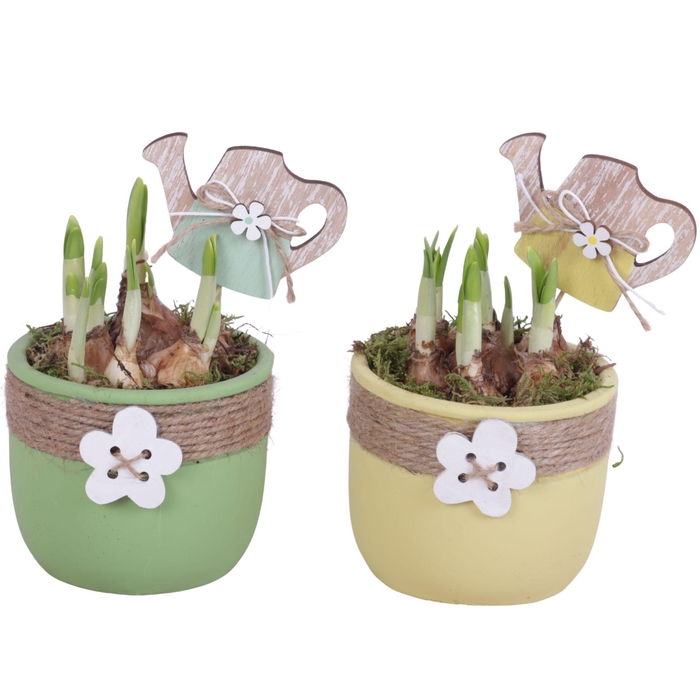 <h4>Bulbs Arr. Narcis Ceramic Pot Round Rope Flower Ø11cm</h4>