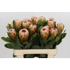 Protea Grandicolor