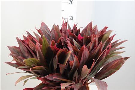 Cordyline Lang Red Sister