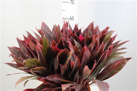 Cordyline Red Sister
