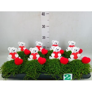 Soleirolia soleirolii   ...green