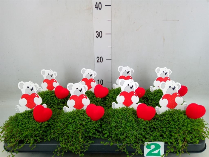 <h4>Soleirolia soleirolii   ...green</h4>