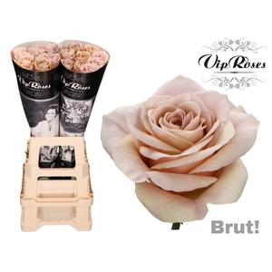 R GR BRUT!