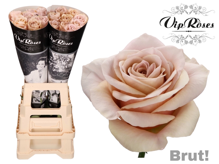 R GR BRUT!
