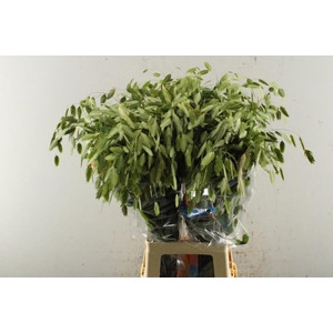 SIERGRAS CHASMANT MANTIS LEV