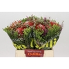 BQ Nutans 3 Flower
