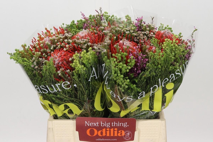 <h4>BQ Nutans 3 Flower</h4>