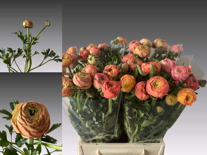 <h4>Ran Aazur Salmon</h4>