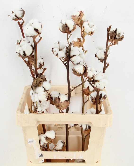 <h4>GOS HIRSUTUM WIT</h4>