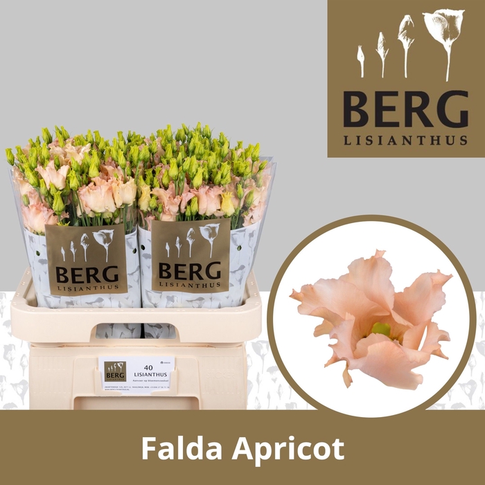 <h4>Lisianthus si falda apricot</h4>
