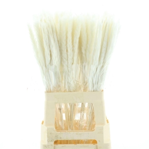 Dried Pampas Fluffy Bleached White