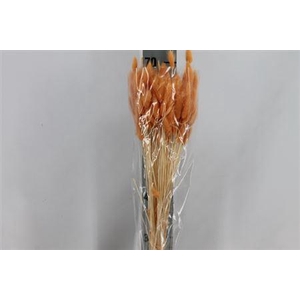 Dried Lagurus Bleached Rood