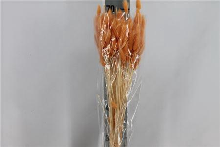 <h4>Dried Lagurus Bleached Rood</h4>