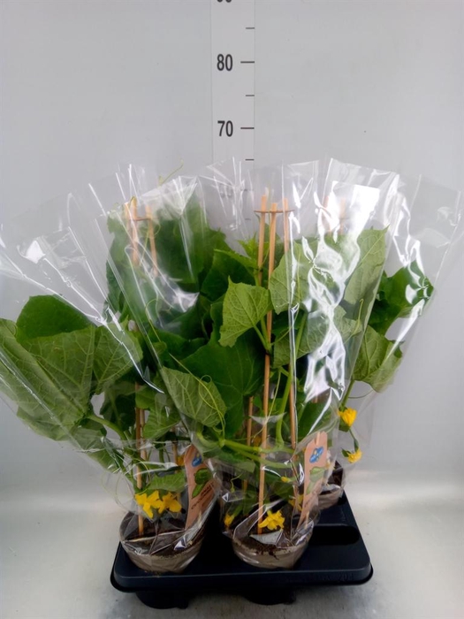 <h4>Cucumis sativus   ...</h4>
