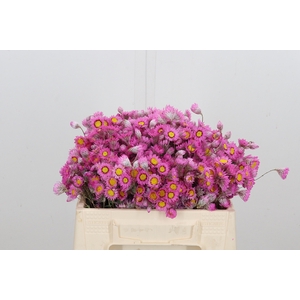 Helip Roseum Bos Roze