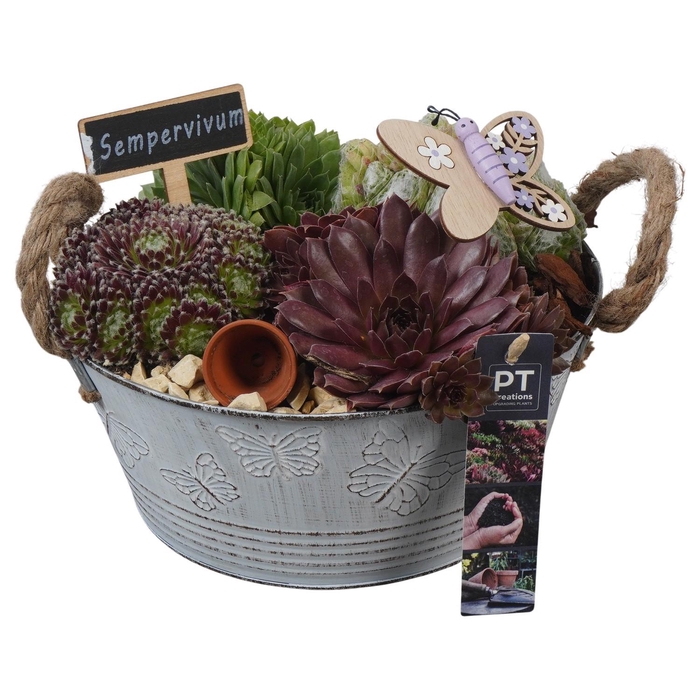 <h4>PTS7305 Arrangement Sempervivum in metalen pot</h4>