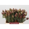 Kaaps Groen Plumosum Rubrum