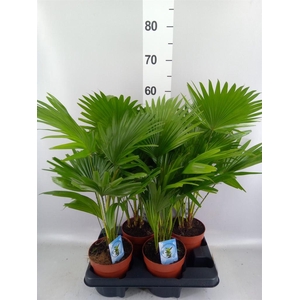 Livistona rotundifolia
