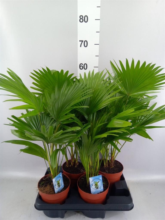 <h4>Livistona rotundifolia</h4>