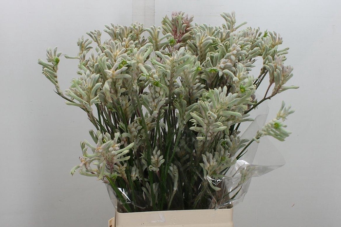 <h4>Anigoz Bush Diamond</h4>