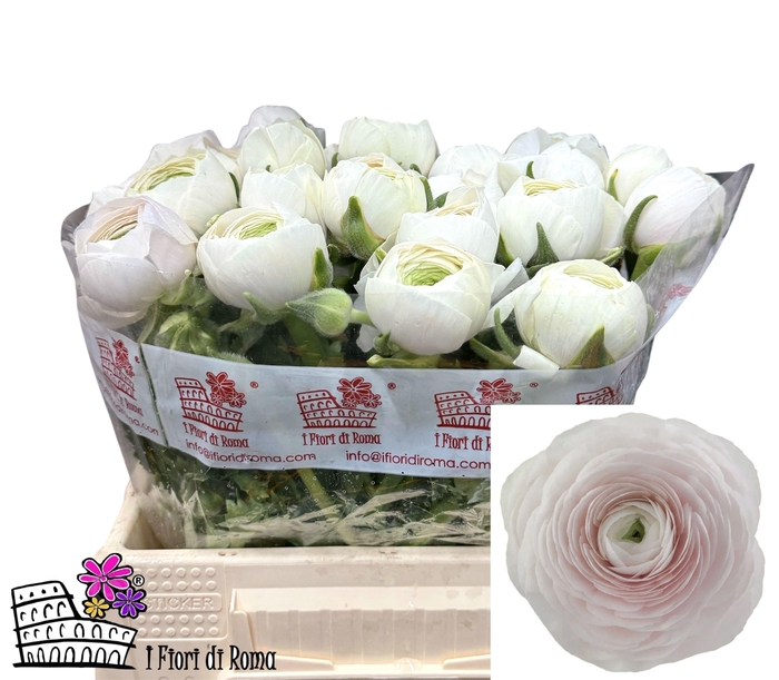 <h4>RAN SU HANOI</h4>