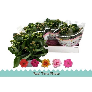 Kalanchoe blos.   ..rosebud mix/pot