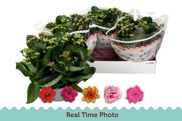 Kalanchoe blos.   ..rosebud mix/pot