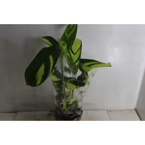 MARANTA GOLDEN MOSAIC P17