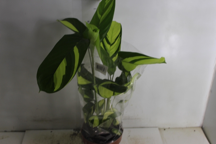 <h4>MARANTA GOLDEN MOSAIC P17</h4>