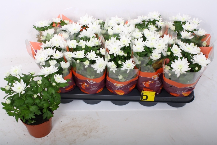 <h4>CHRYS BRAVE</h4>