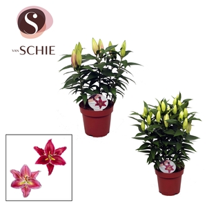 Oriental Compact Mix 19cm