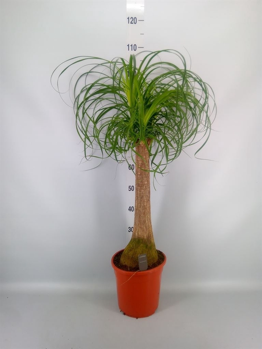 <h4>Beaucarnea recurvata</h4>