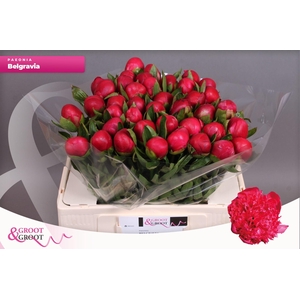 Paeonia Belgravia