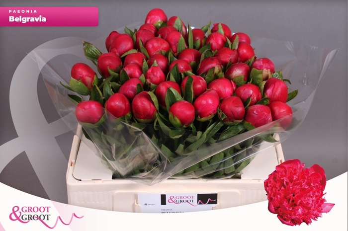 <h4>Paeonia Belgravia</h4>