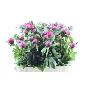 Paeonia L Red Sarah Bernhard